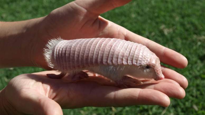 Do you know about Pink Fairy Armadillo? | BULB