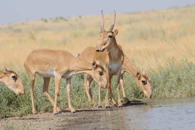 Saiga Antelope Facts Fact Animal