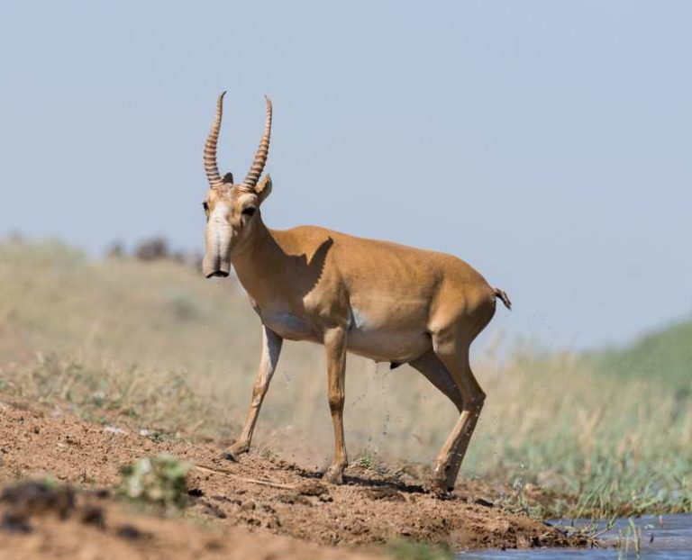 Saiga Antelope Facts Fact Animal
