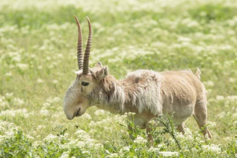 Saiga Antelope Facts Fact Animal