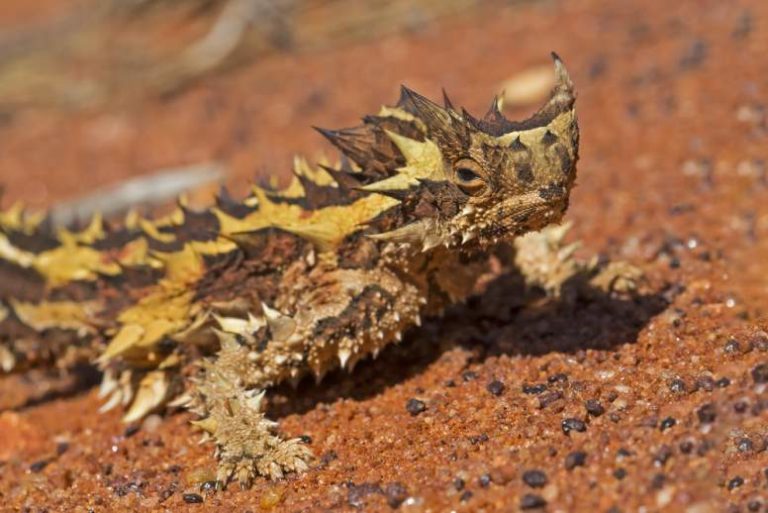 16 Spikey Thorny Devil Facts Fact Animal