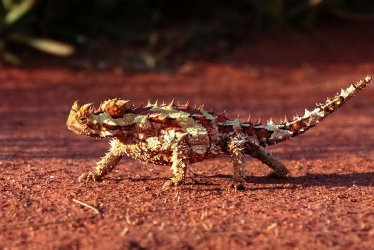 16 Spikey Thorny Devil Facts Fact Animal