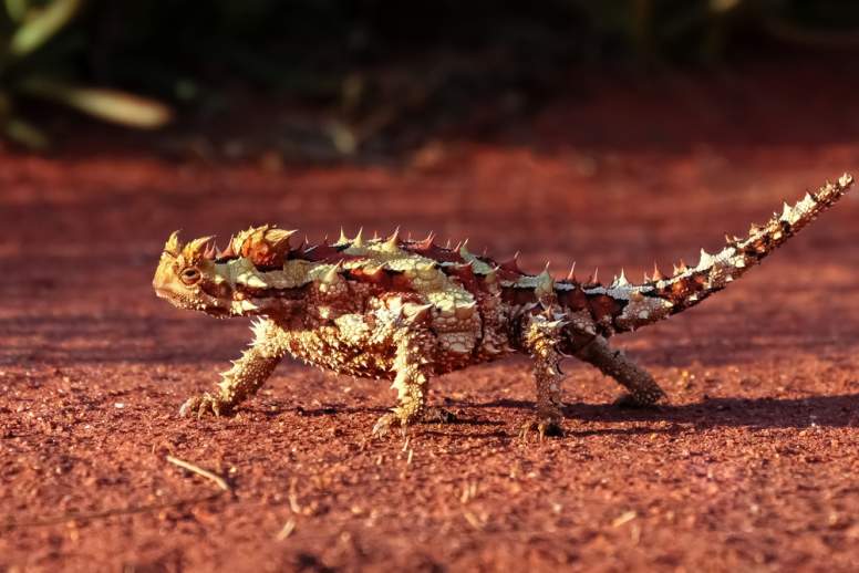 This Spike-Crested Lizard Drinks From Sand With Its Skin, Science