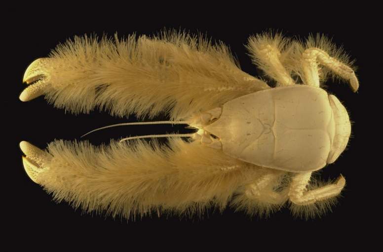 Yeti Crab Facts