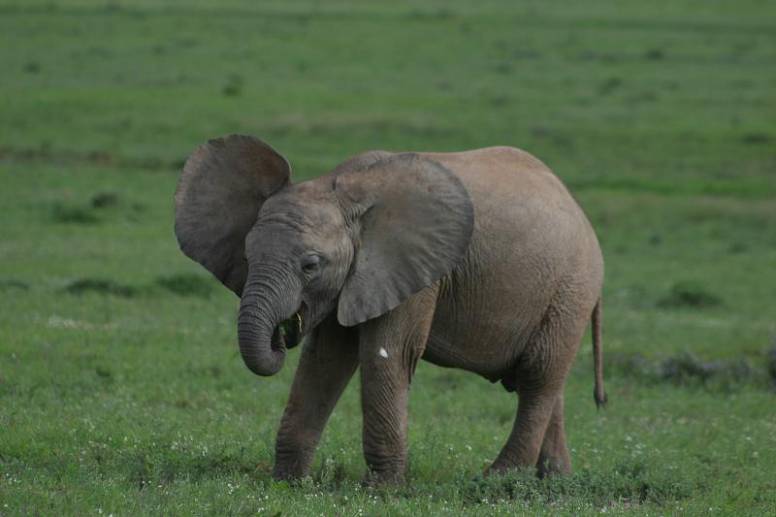 Baby Elephant Sucking Trunk