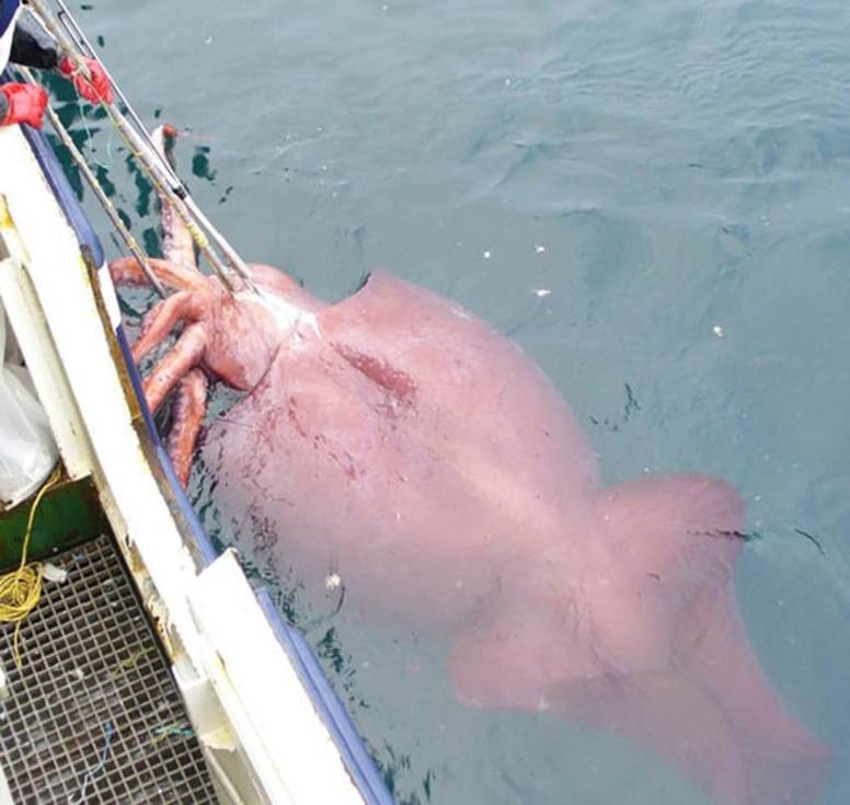 colossal squid facts