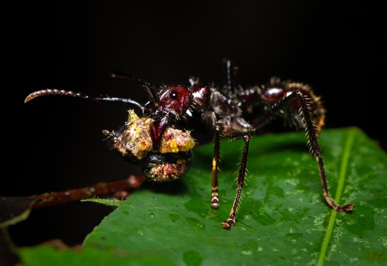 6 Incredible Bullet Ant Facts - Fact Animal