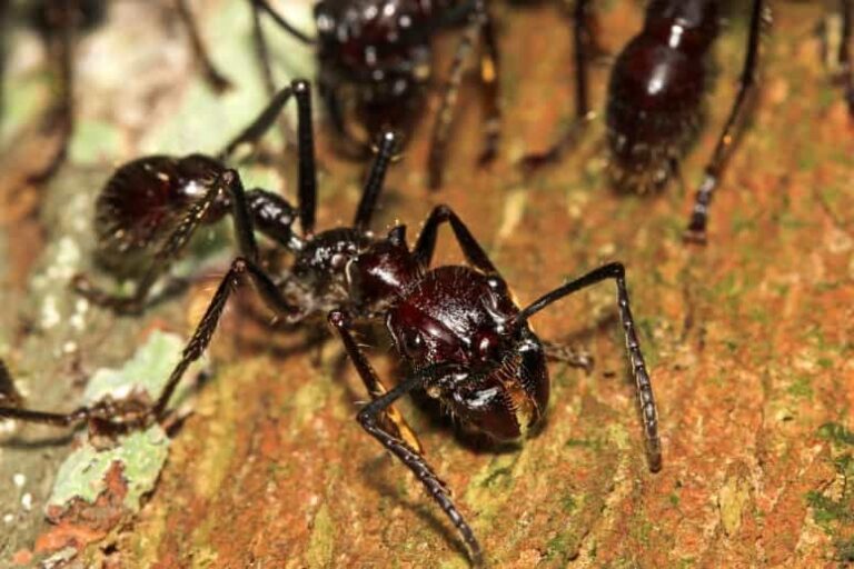 6 Incredible Bullet Ant Facts Fact Animal