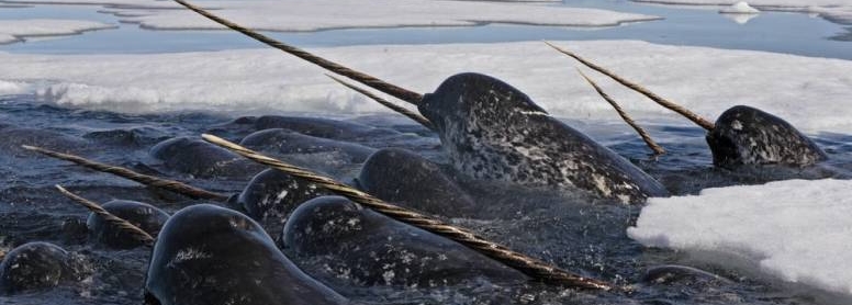 Narwhal Facts