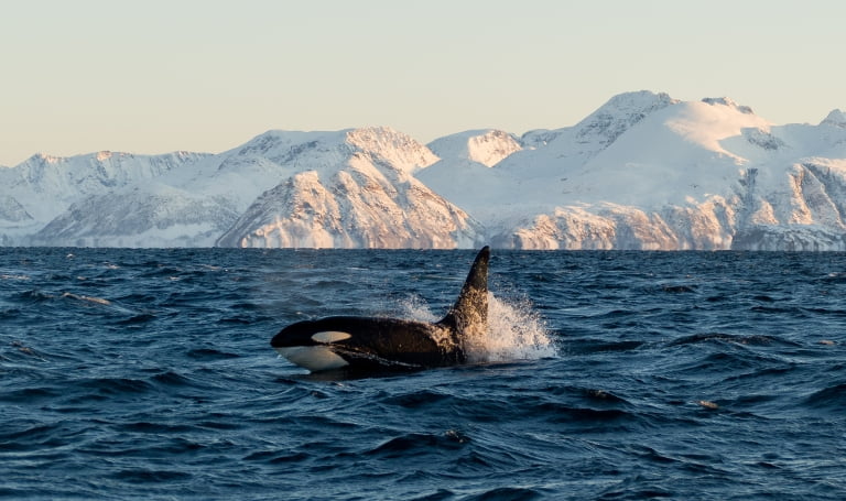 20 Killer Whale Facts About Orcas Fact Animal 20 Killer Whale Facts About Orcas Fact Animal