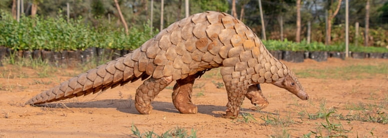 Pangolin Facts