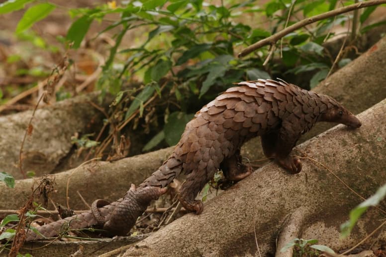 Pangolin baby on mothers back