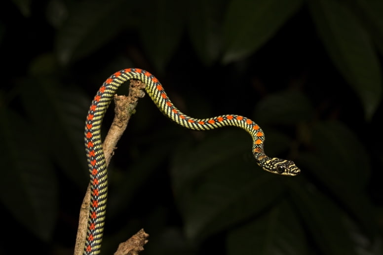 Paradise Tree Flying Snake
