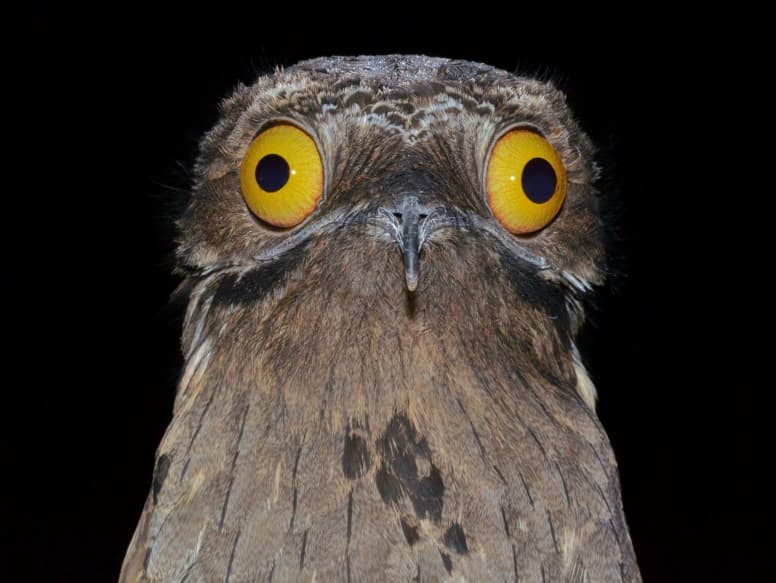 10 Facts About the Creatively Camouflaged Potoo Bird - Fact Animal