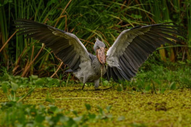 shoebill bird noise