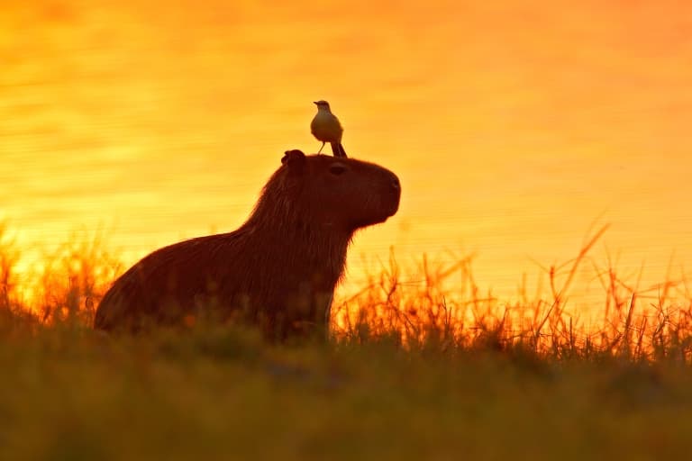 capybara with a bird on its head