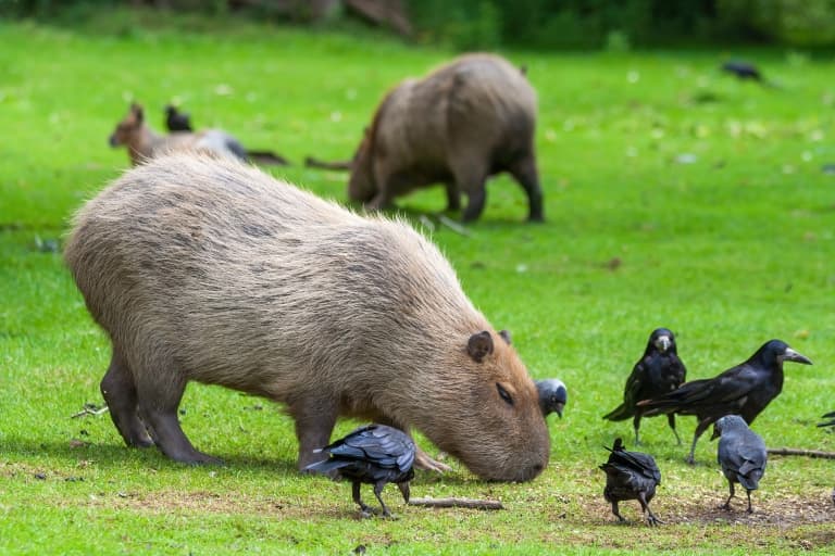 Capybara eating grass