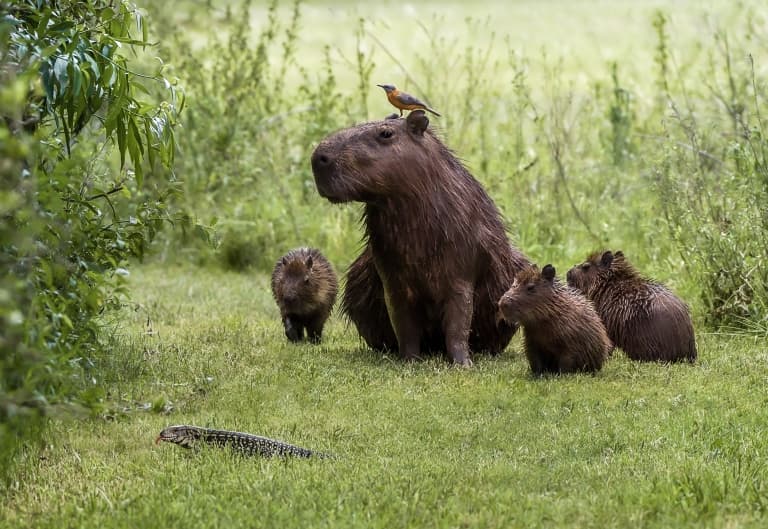 capybara eating grass