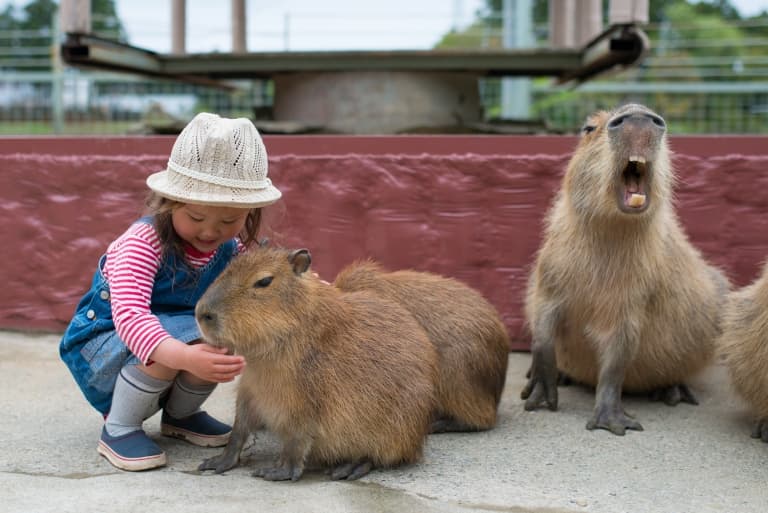 Capybara As A Pet