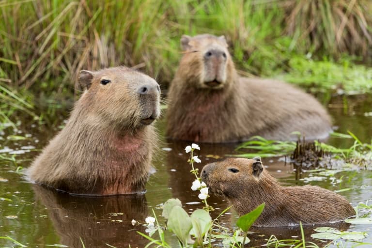 capybara in water