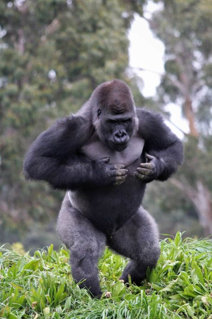 gorilla height and weight