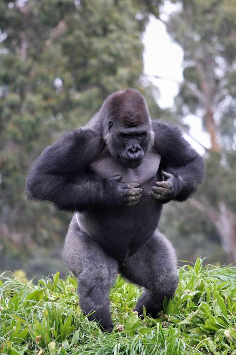 Gorilla Standing