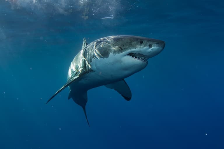 baby great white shark size