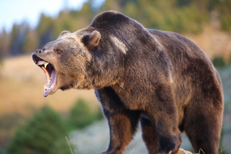 20 Grizzly Bear Facts - Fact Animal