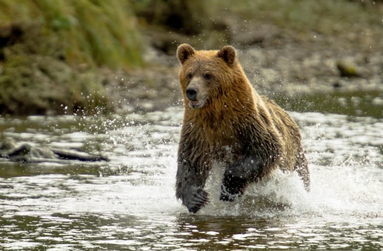 Grizzly Bear Running