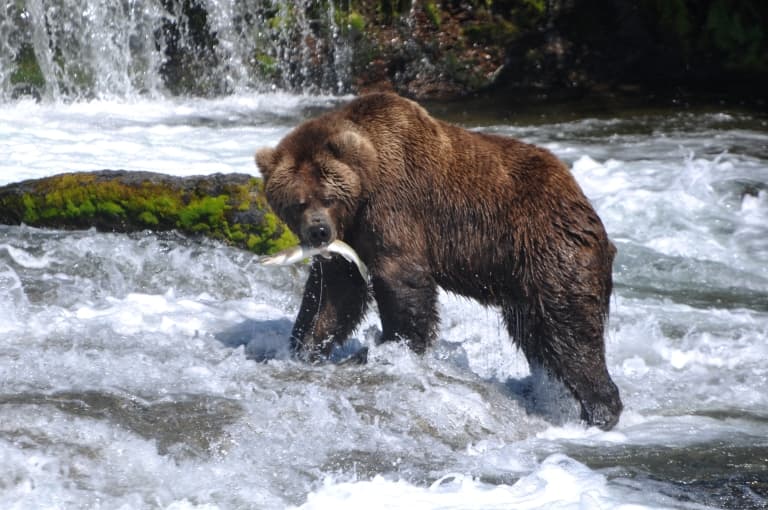 Grizzly Eating
