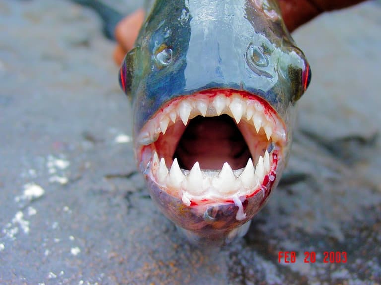 piranha eating live cow