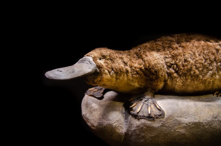 Platypus in a museum