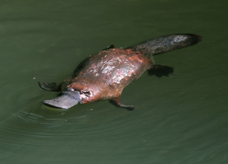 Platypus Swimming