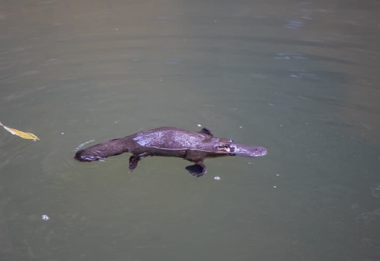 Platypus swimming