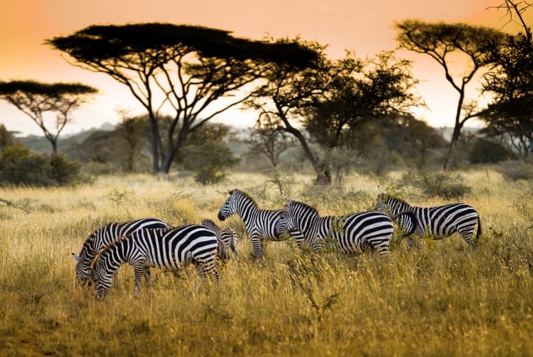 19 Zebra Facts - Fact Animal
