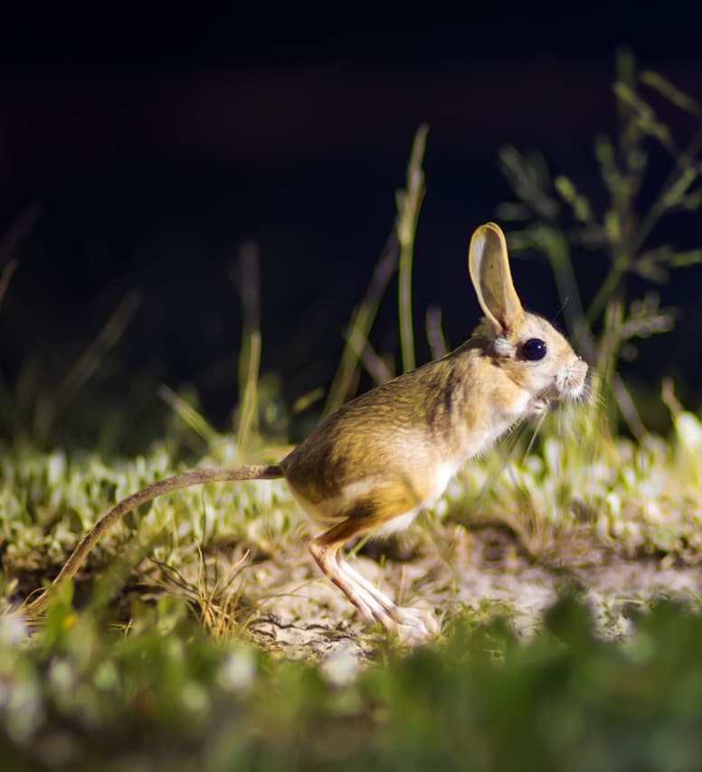 Long Eared Jerboa