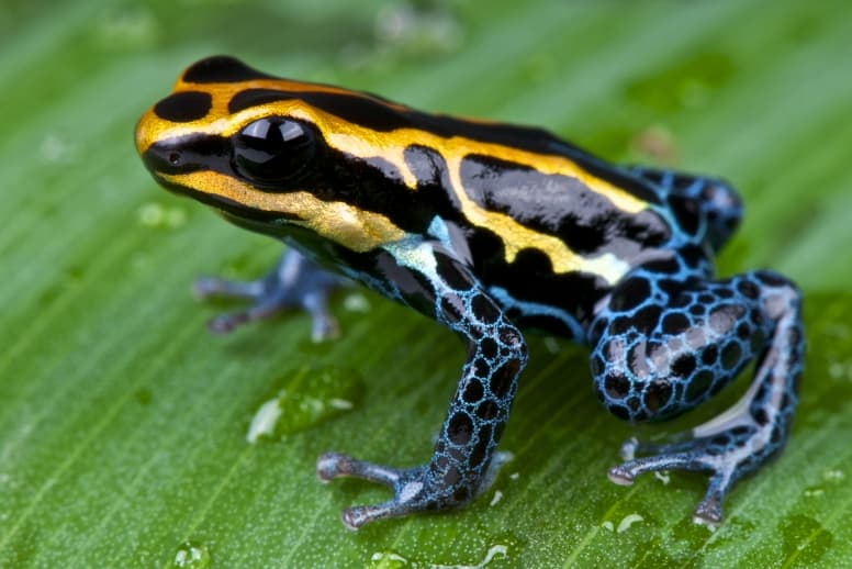 blue dart frog