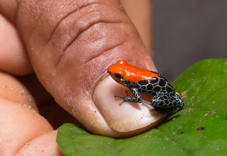 Poison Dart Frog compared to finger nail