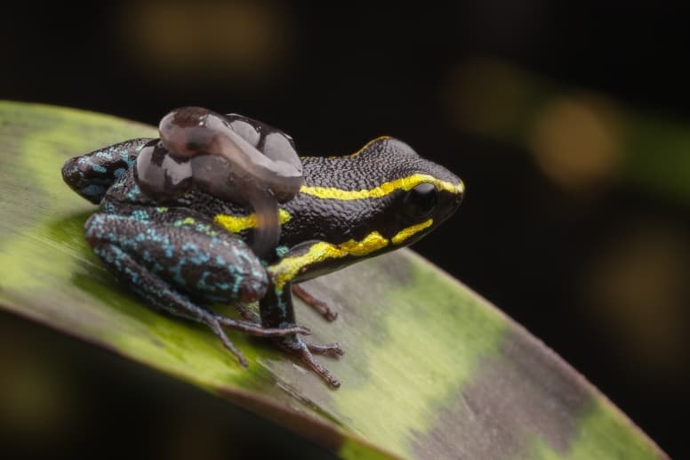 Poison dart frog with tadpoles on back