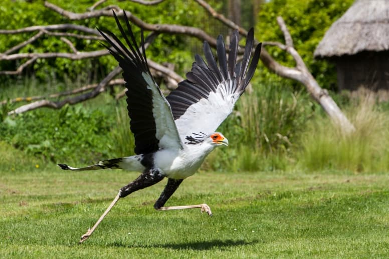 secretarybird flapping