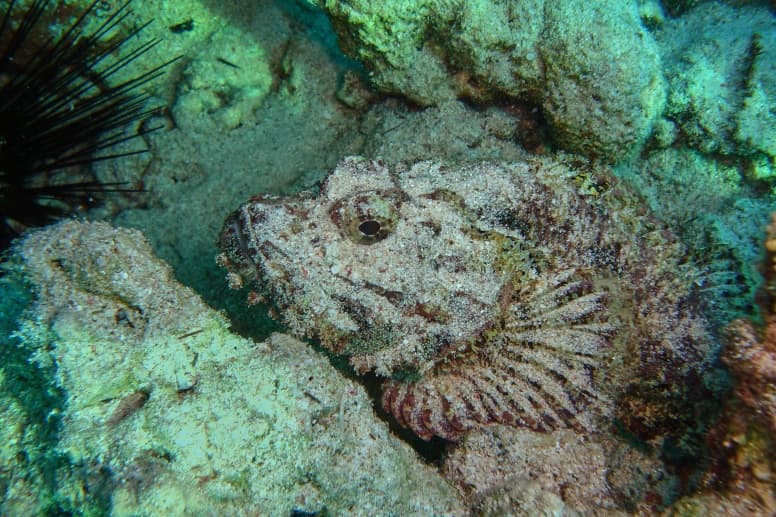 Stonefish venom