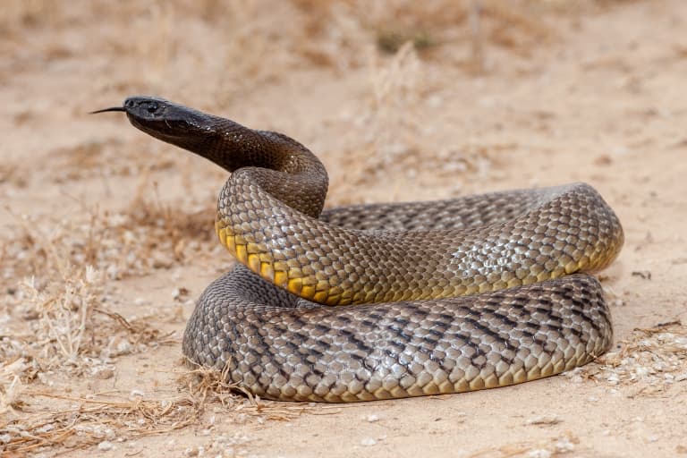 inland taipan snake