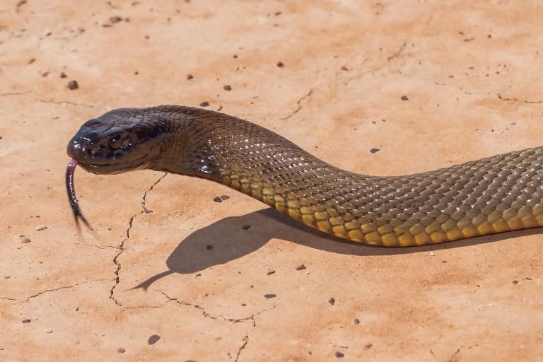 12 Inland Taipan Snake Facts - Fact Animal