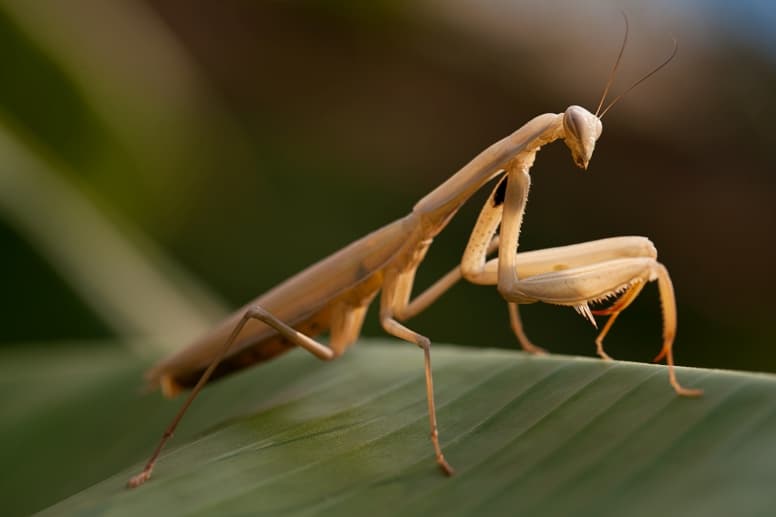 Praying Mantis Brown Brown Praying Mantis