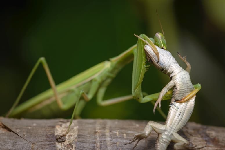 Praying Mantis eating a lizard