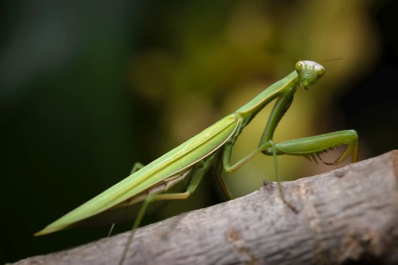 Praying Mantis Head Rotation