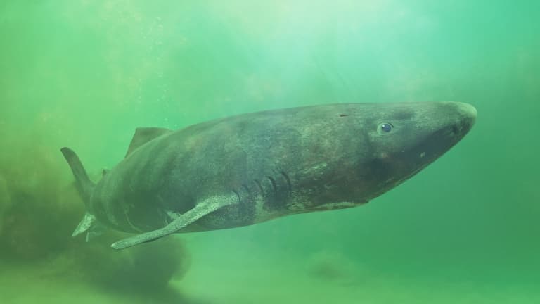 Greenland Sharks