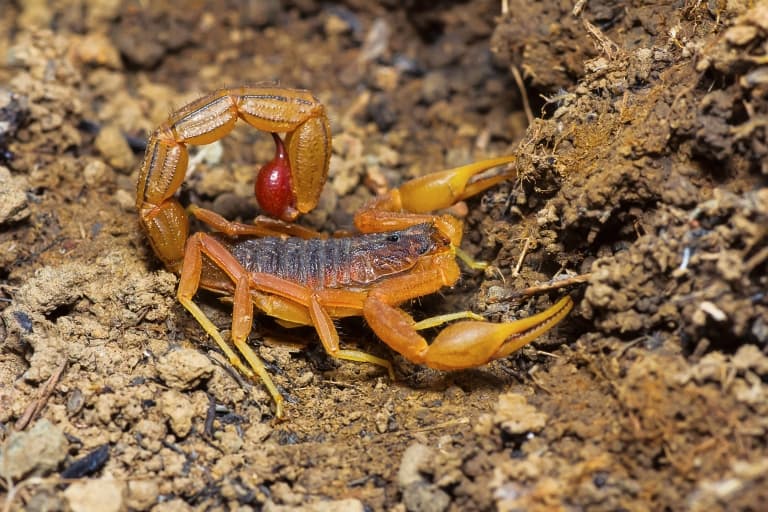 Indian Red Tail Scorpion