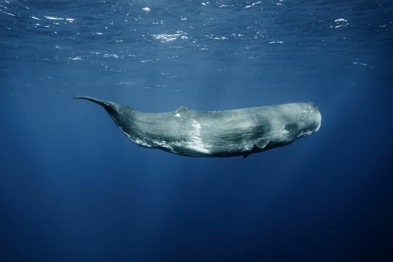 Sperm Whale