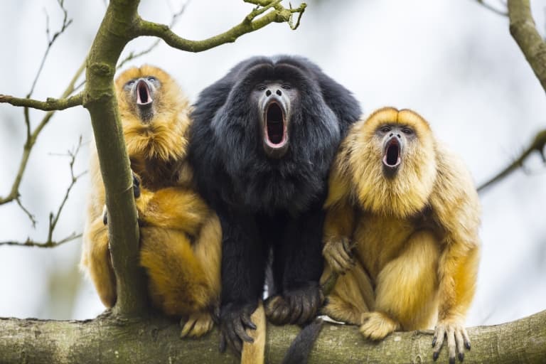 Howler Monkey Facts